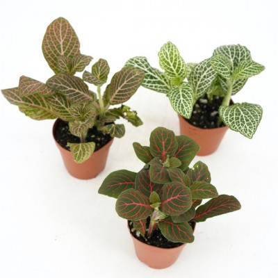 Fittonia assorted