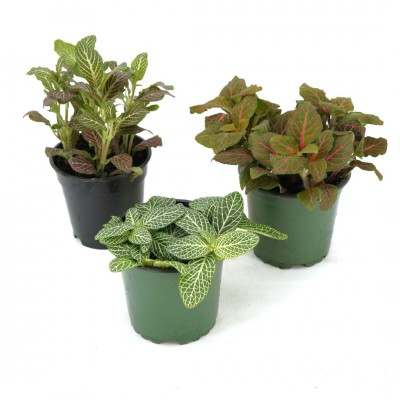 Fittonia assorted
