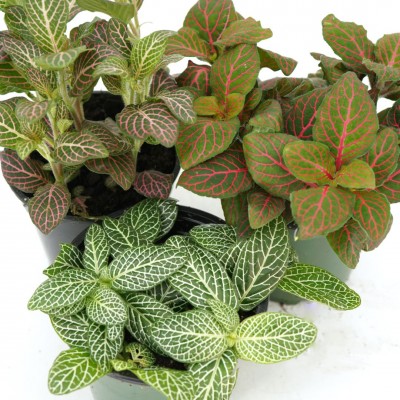 Fittonia assorted