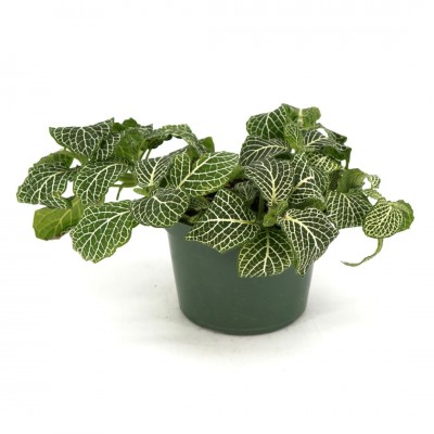 Fittonia assorted