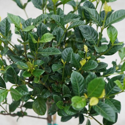 Gardenia jasminoides - standard