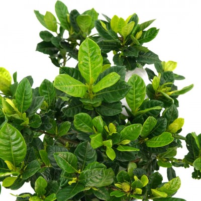 Gardenia jasminoides - standard