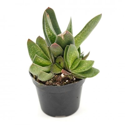 Gasteria assorted