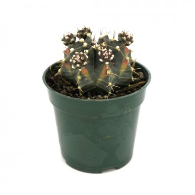 Gymnocalycium friedrichii 'Variegata' 4in - Washington - Cascade Tropicals