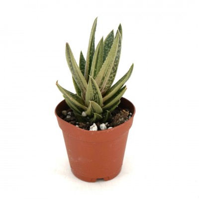 Haworthia assorted