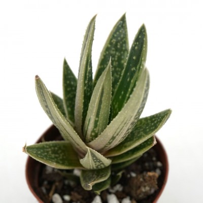 Haworthia assorted