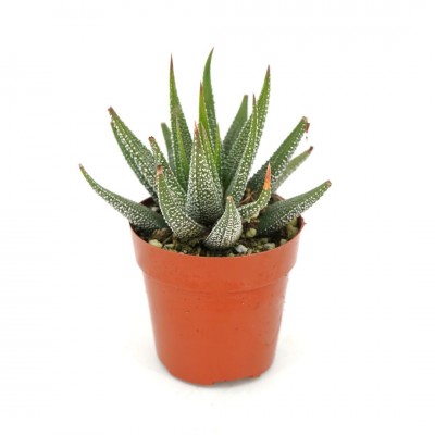 Haworthia fasciata var. concolor