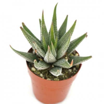 Haworthia fasciata var. concolor