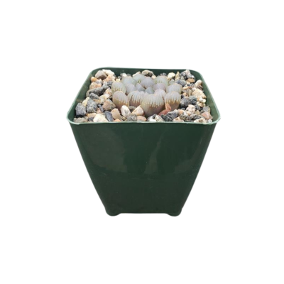 Haworthia obtusa 'Crystal'