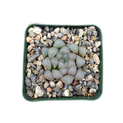 Haworthia obtusa 'Crystal'