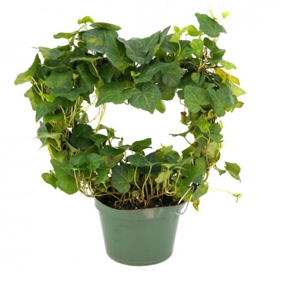 Hedera helix Green - Heart Topiary