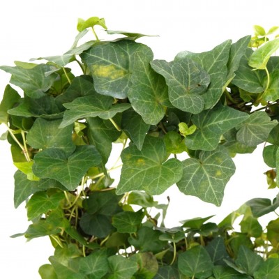 Hedera helix Green - Heart Topiary