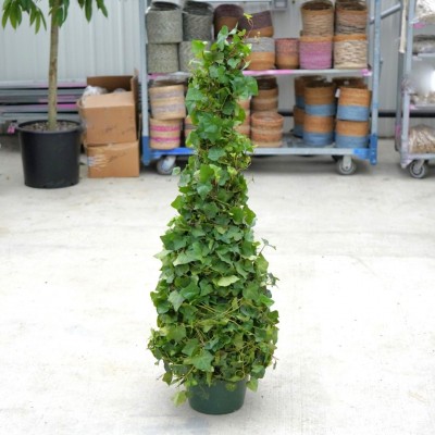 Hedera helix Green - Topiary Tree