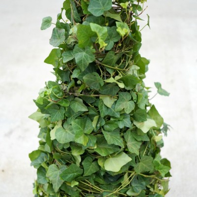 Hedera helix Green - Topiary Tree
