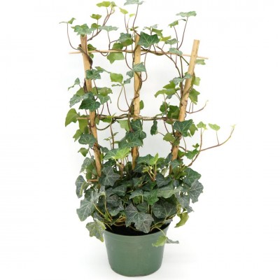 Hedera helix Green - trellis