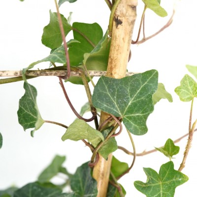 Hedera helix Green - trellis