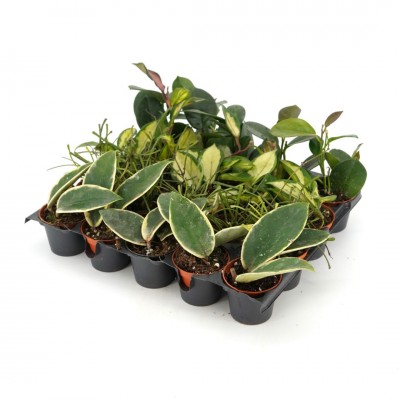 Hoya assorted - 20 per flat