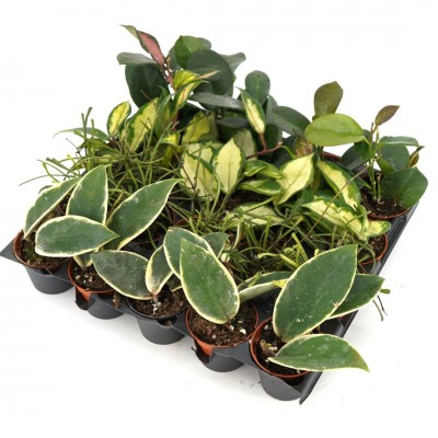 Hoya assorted - 20 per flat