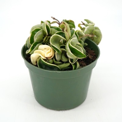 Hoya carnosa 'Compacta Variegata'