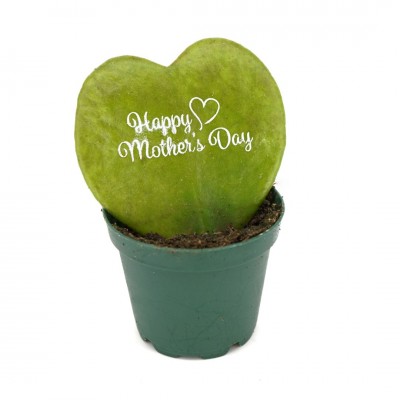 Hoya kerrii - Single Leaf - Happy Mother's Day