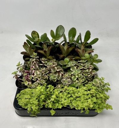 Succulent assorted