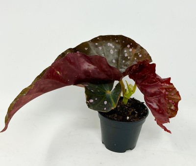 Begonia 'Cracklin Rosie'