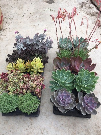 Succulent assorted - 10 per flat