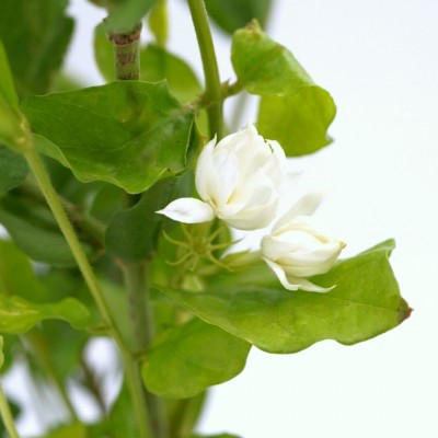 Jasminum sambac