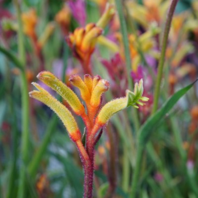 Anigozanthos assorted