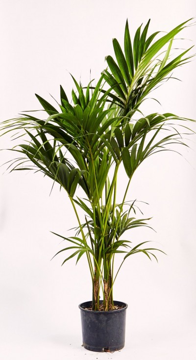 Howea forsteriana 10in - Washington - Cascade Tropicals