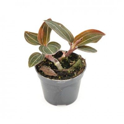 Ludisia discolor 'Jewelyana'