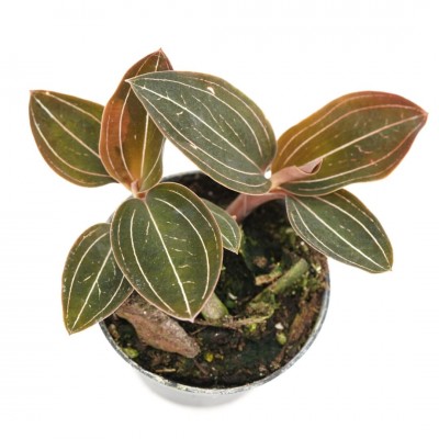 Ludisia discolor 'Jewelyana'