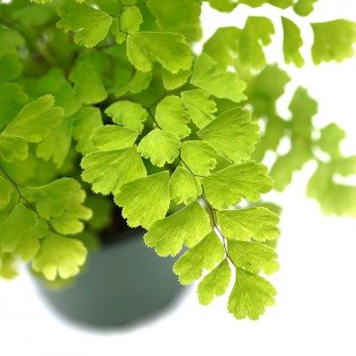 Adiantum raddianum 'Lisa'