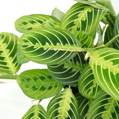Maranta leuc. 'Lemon Lime' - upright