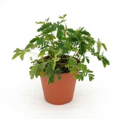 Mimosa pudica
