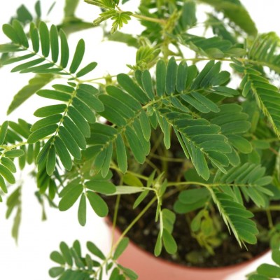 Mimosa pudica