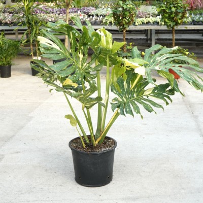 Monstera del. 'Thai Constellation'