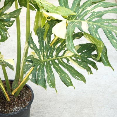 Monstera del. 'Thai Constellation'
