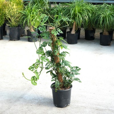 Monstera adansonii - Pole