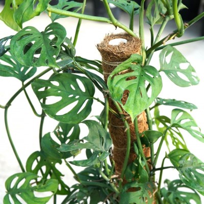 Monstera adansonii - Pole