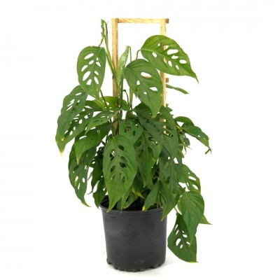 Monstera adansonii - Trellis