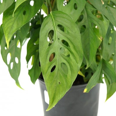 Monstera adansonii - Trellis