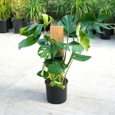 Monstera deliciosa - stake