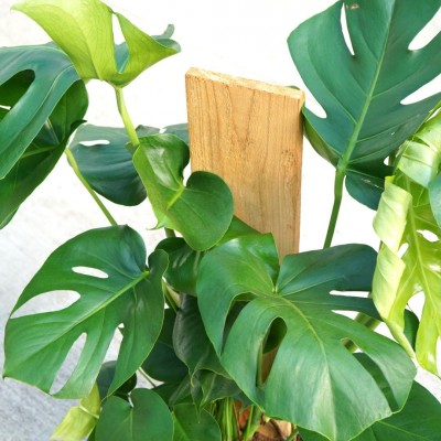 Monstera deliciosa - stake