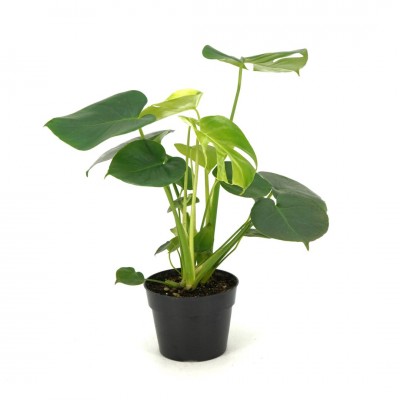 Sale Plant