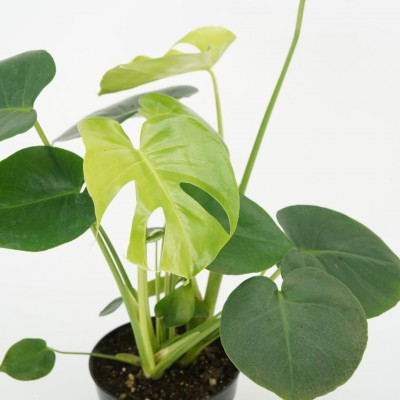 Sale Plant