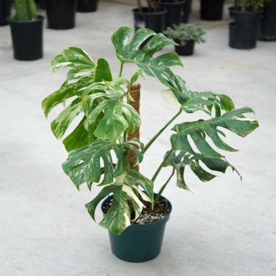 Monstera del. 'Thai Constellation' - pole 10in - Washington - Cascade ...