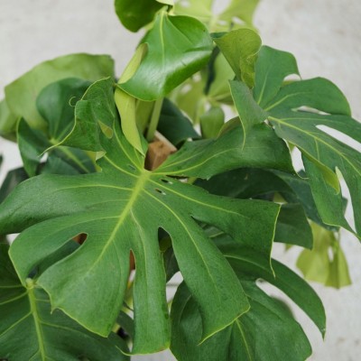 Monstera deliciosa - Trellis