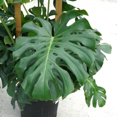 Monstera deliciosa - Trellis