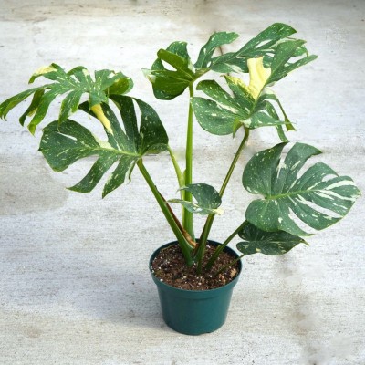 Monstera del. 'Thai Constellation'